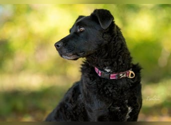 Lexi - menschenbezogene, aufgeweckte Hündin sucht ihr Zuhause