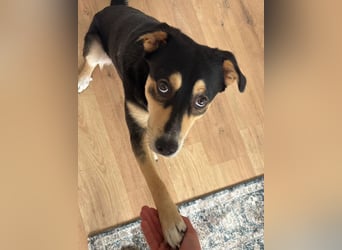 Aarne sucht erfahrene Menschen