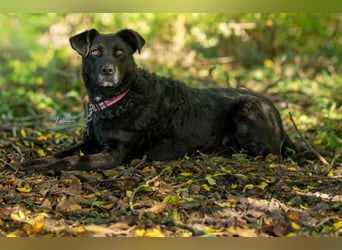 LEXI - charmante, menschenbezogene Hündin sucht ihr Happy End