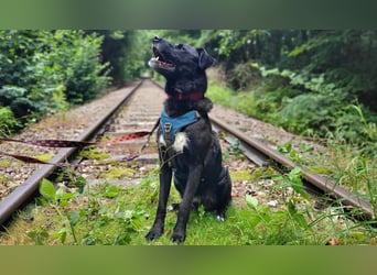 Oreo sucht seine Herzensmenschen