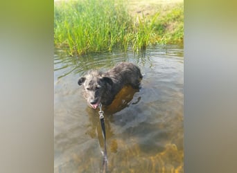 Verschmuster Murphy sucht ein Zuhause