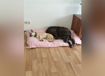 Verschmuster Murphy sucht ein Zuhause