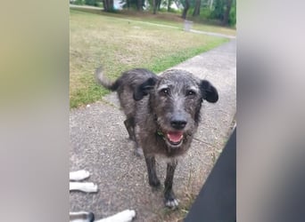 Verschmuster Murphy sucht ein Zuhause