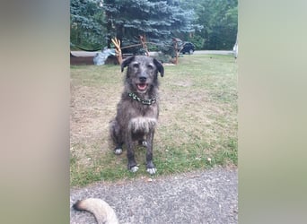 Verschmuster Murphy sucht ein Zuhause