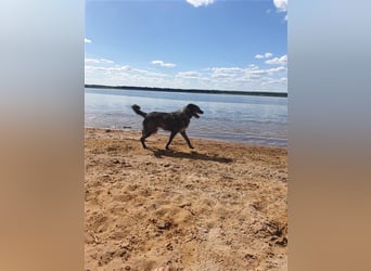 Verschmuster Murphy sucht ein Zuhause