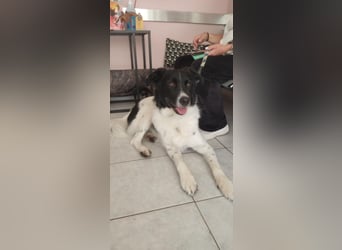 Victor sucht ein zu Hause