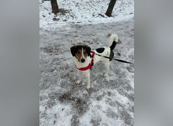 Troll sucht ein zu hause