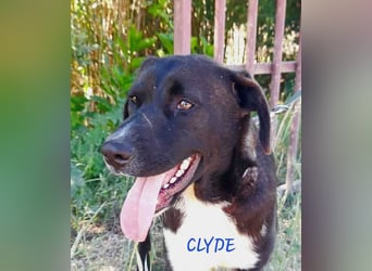 Clyde - Freundlich mit allen