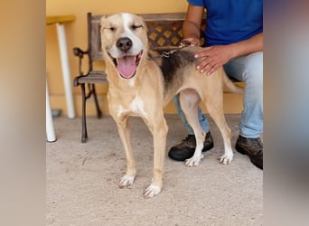 Otto sucht ein zu Hause