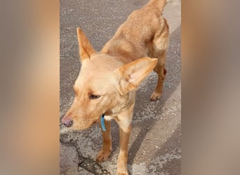 Keks sucht ein zu Hause