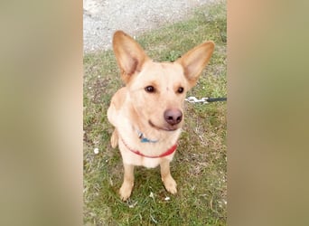 Keks sucht ein zu Hause