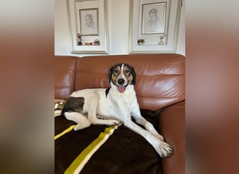 Troll sucht ein zu hause