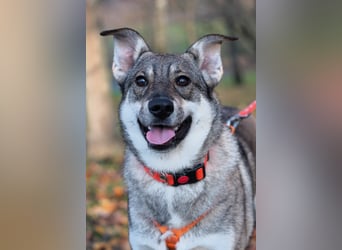 Sanfte Vivien sucht ihr liebevolles Zuhause