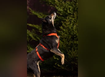 Kluge Dana sucht warmes Körbchen