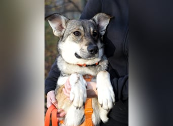 Sanfte Vivien sucht ihr liebevolles Zuhause