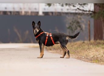 Kluge Dana sucht warmes Körbchen