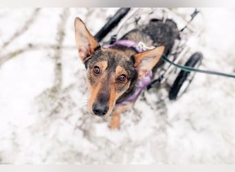 Besondere Miranda sucht ihre Menschen