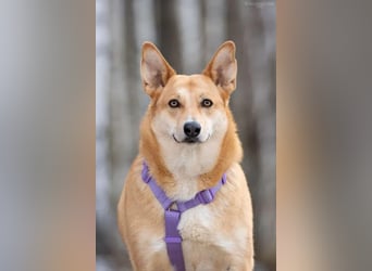 Freundliche Rizhulja sucht ihre Menschen