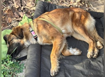 Lia: neugieriges Hundemädchen sucht ein liebevolles Zuhause