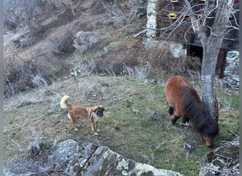 Lia: neugieriges Hundemädchen sucht ein liebevolles Zuhause
