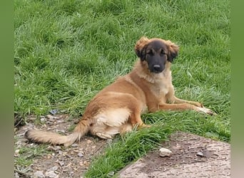 Lia: neugieriges Hundemädchen sucht ein liebevolles Zuhause