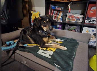 Tsida – sanfter Herzenshund sucht sein Für-immer-Zuhause