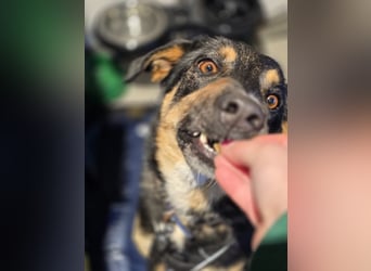 Tsida – sanfter Herzenshund sucht sein Für-immer-Zuhause