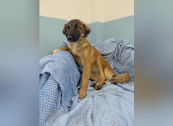 Lia: neugieriges Hundemädchen sucht ein liebevolles Zuhause