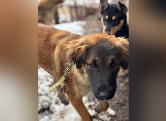 Lia: neugieriges Hundemädchen sucht ein liebevolles Zuhause