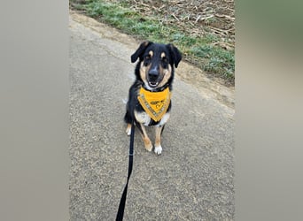 Tsida – sanfter Herzenshund sucht sein Für-immer-Zuhause