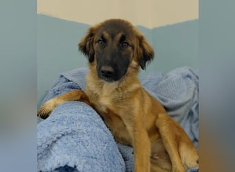 Lia: neugieriges Hundemädchen sucht ein liebevolles Zuhause