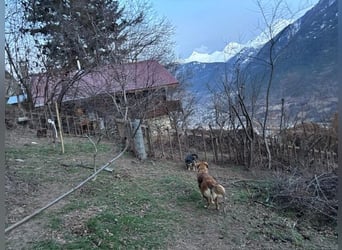 Lia: neugieriges Hundemädchen sucht ein liebevolles Zuhause