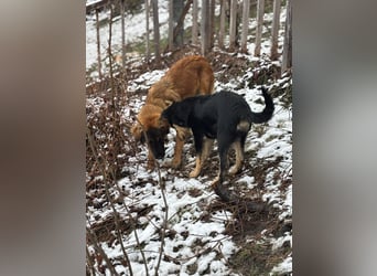 Lia: neugieriges Hundemädchen sucht ein liebevolles Zuhause