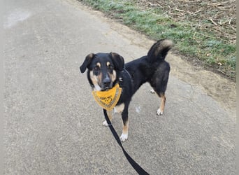 Tsida – sanfter Herzenshund sucht sein Für-immer-Zuhause