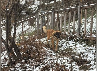 Lia: neugieriges Hundemädchen sucht ein liebevolles Zuhause