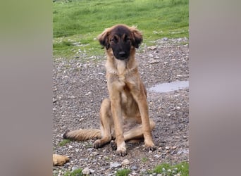 Lia: neugieriges Hundemädchen sucht ein liebevolles Zuhause