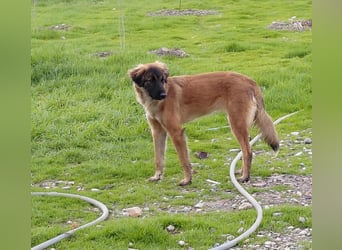 Lia: neugieriges Hundemädchen sucht ein liebevolles Zuhause