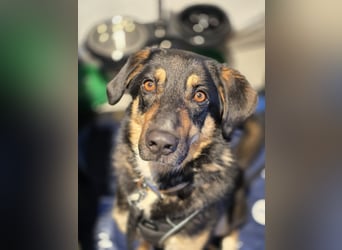 Tsida – sanfter Herzenshund sucht sein Für-immer-Zuhause