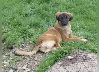 Lia: neugieriges Hundemädchen sucht ein liebevolles Zuhause