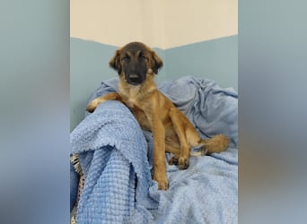 Lia: neugieriges Hundemädchen sucht ein liebevolles Zuhause