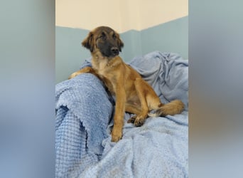 Lia: neugieriges Hundemädchen sucht ein liebevolles Zuhause