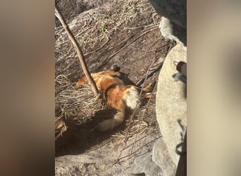 Lia: neugieriges Hundemädchen sucht ein liebevolles Zuhause