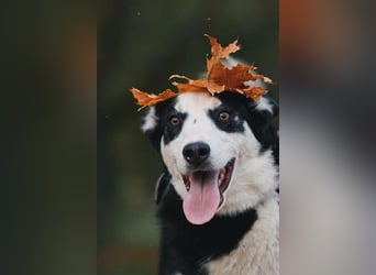 Lebensfroher Chico sucht seine Familie