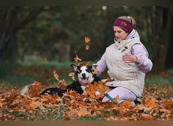 Lebensfroher Chico sucht seine Familie