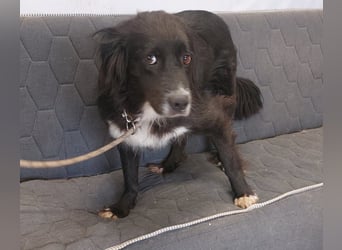 Roxy - Hündin - geb. 01/2022 - 53 cm