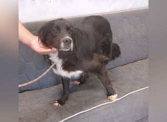 Roxy - Hündin - geb. 01/2022 - 53 cm