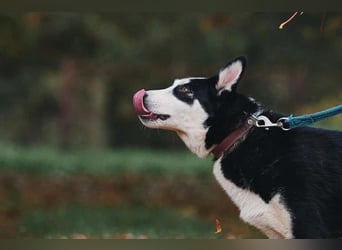 Lebensfroher Chico sucht seine Familie