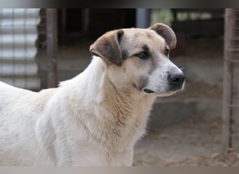 Aliisa - mit Training zur Traumhündin