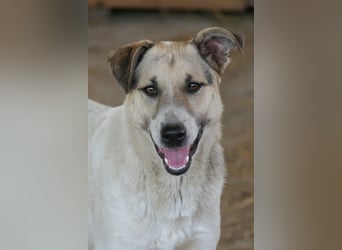 Aliisa - mit Training zur Traumhündin