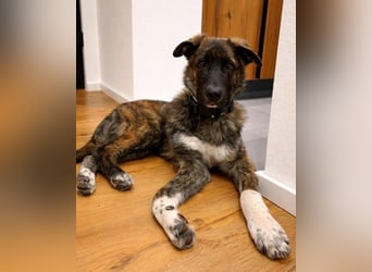 Carlo lieber Junghund wartet auf seine Herzensmenschen